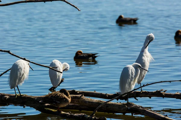 Little Egret Aiguamolls Emporda Nature Park Espanha — Fotografia de Stock