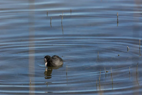 Eurasian Coot Fulica Atra Aiguamolls Emporda Nature Reserve Spain — Stock Photo, Image