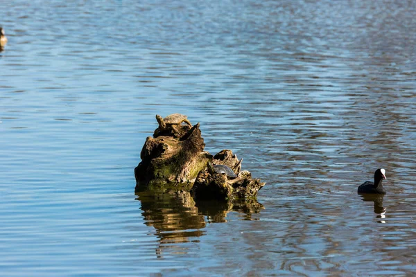 Turtle Mallard Spring Aiguamolls Emporda Nature Reserve Spain — Foto de Stock