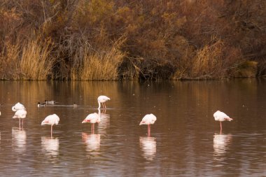 Aiguamolls de l Emporda Doğa Parkı, İspanya.