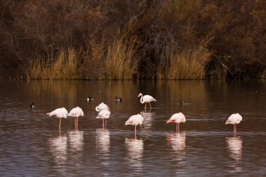 Aiguamolls de l Emporda Doğa Parkı, İspanya.