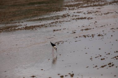 Delta de l 'Ebre Doğa Parkı, Tarragona, Kuzey İspanya' da bahar ve kuşlar
