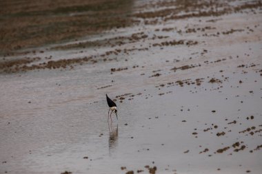 Delta de l 'Ebre Doğa Parkı, Tarragona, Kuzey İspanya' da bahar ve kuşlar