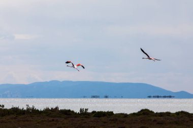 Delta de l 'Ebre Doğa Parkı, Tarragona, Kuzey İspanya' da flamingolar