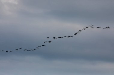 Delta de l 'Ebre Doğa Parkı, Tarragona, Kuzey İspanya' da flamingolar