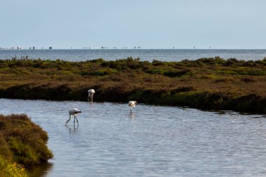 Delta de l 'Ebre Doğa Parkı, Tarragona, Kuzey İspanya' da flamingolar