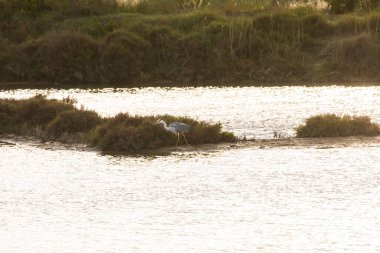 Delta de l 'Ebre Doğa Parkı, Tarragona, Kuzey İspanya' da flamingolar
