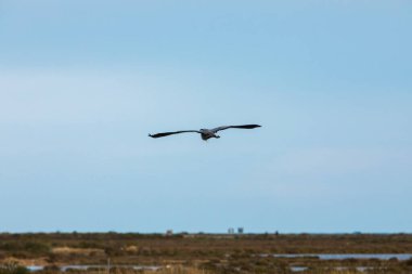 Delta de l 'Ebre Doğa Parkı, Tarragona, Kuzey İspanya' da flamingolar