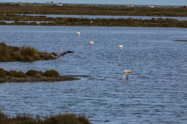Delta de l 'Ebre Doğa Parkı, Tarragona, Kuzey İspanya' da flamingolar