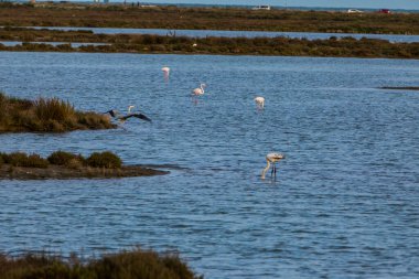 Delta de l 'Ebre Doğa Parkı, Tarragona, Kuzey İspanya' da flamingolar