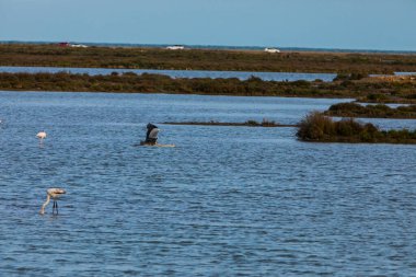 Delta de l 'Ebre Doğa Parkı, Tarragona, Kuzey İspanya' da flamingolar