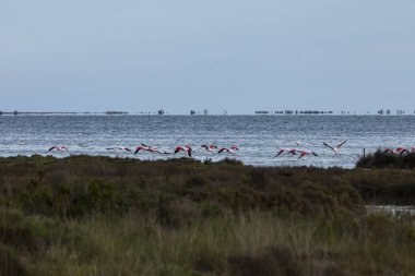 Delta de l 'Ebre Doğa Parkı, Tarragona, Kuzey İspanya' da flamingolar