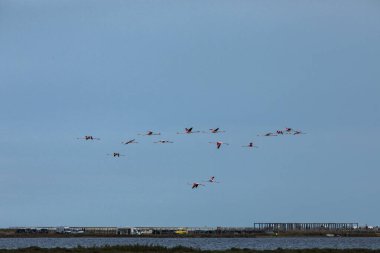 Delta de l 'Ebre Doğa Parkı, Tarragona, Kuzey İspanya' da flamingolar