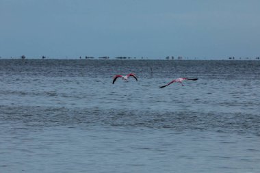 Delta de l 'Ebre Doğa Parkı, Tarragona, Kuzey İspanya' da flamingolar