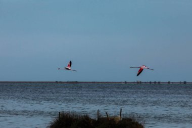Delta de l 'Ebre Doğa Parkı, Tarragona, Kuzey İspanya' da flamingolar