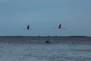 Delta de l 'Ebre Doğa Parkı, Tarragona, Kuzey İspanya' da flamingolar