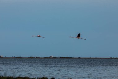Delta de l 'Ebre Doğa Parkı, Tarragona, Kuzey İspanya' da flamingolar