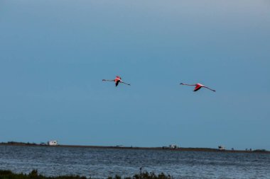 Delta de l 'Ebre Doğa Parkı, Tarragona, Kuzey İspanya' da flamingolar