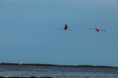 Delta de l 'Ebre Doğa Parkı, Tarragona, Kuzey İspanya' da flamingolar
