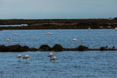 Delta de l 'Ebre Doğa Parkı, Tarragona, Kuzey İspanya' da flamingolar