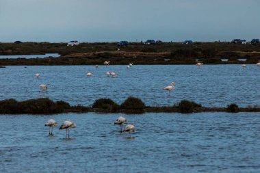 Delta de l 'Ebre Doğa Parkı, Tarragona, Kuzey İspanya' da flamingolar