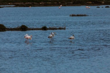 Delta de l 'Ebre Doğa Parkı, Tarragona, Kuzey İspanya' da flamingolar