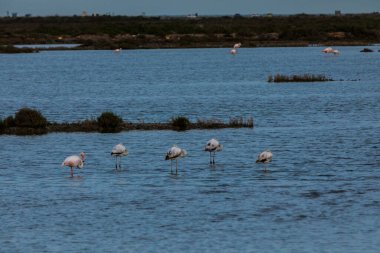 Delta de l 'Ebre Doğa Parkı, Tarragona, Kuzey İspanya' da flamingolar