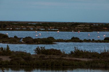 Delta de l 'Ebre Doğa Parkı, Tarragona, Kuzey İspanya' da flamingolar