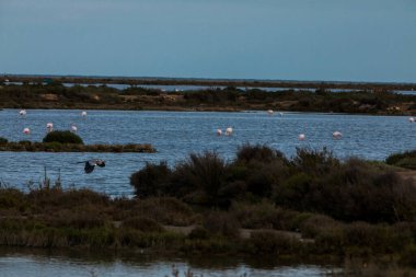 Delta de l 'Ebre Doğa Parkı, Tarragona, Kuzey İspanya' da flamingolar