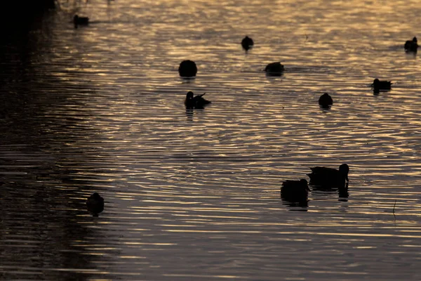 Solnedgång Aiguamolls Emporda Nature Park Spanien — Stockfoto