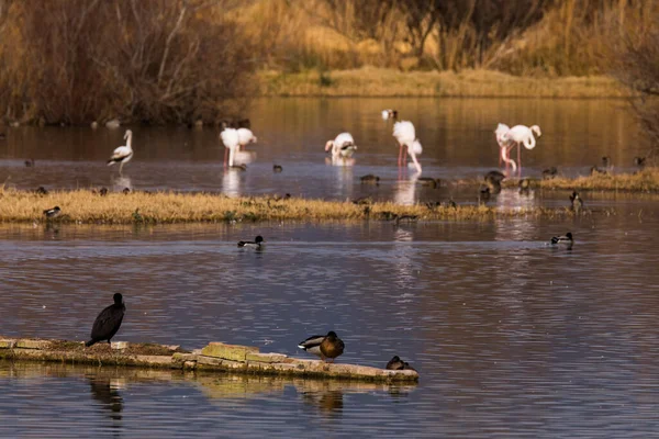 Natuurpark Aiguamolls Emporda Spanje — Stockfoto