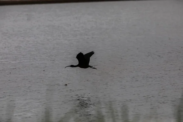 Delta Ebre Doğa Parkı Tarragona Kuzey Spanya Bahar Kuşlar — Stok fotoğraf