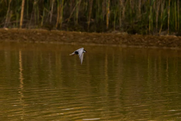 Jaro Ptáci Přírodním Parku Delta Ebre Tarragona Severní Španělsko — Stock fotografie
