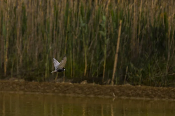 Wiosna Ptaki Parku Przyrody Delta Ebre Tarragona Północna Hiszpania — Zdjęcie stockowe
