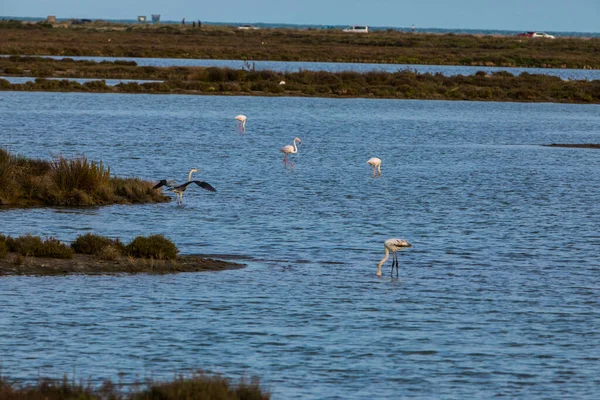 Flamingos Parque Natural Delta Ebre Tarragona Norte Espanha — Fotografia de Stock