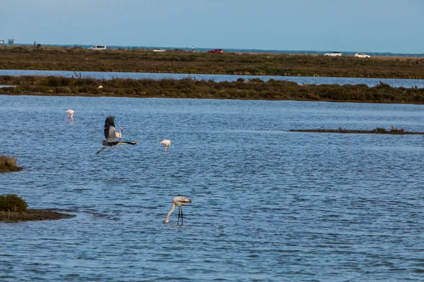 Delta Ebre Doğa Parkı Tarragona Kuzey Spanya Flamingolar — Stok fotoğraf