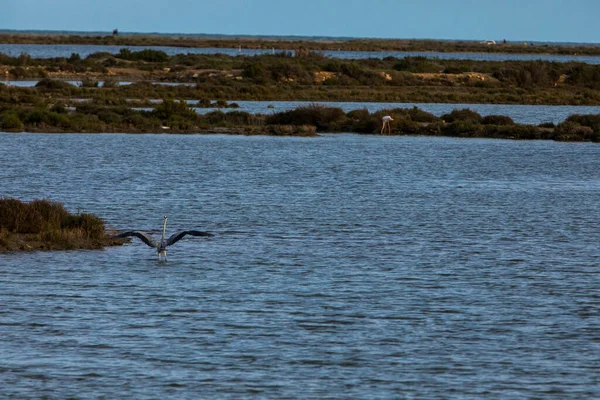 Flamingos Delta Ebre Nature Park Tarragona Northern Spain — Stock Photo, Image