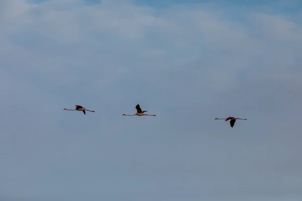 Flamingos Parque Natural Delta Ebre Tarragona Norte Espanha — Fotografia de Stock