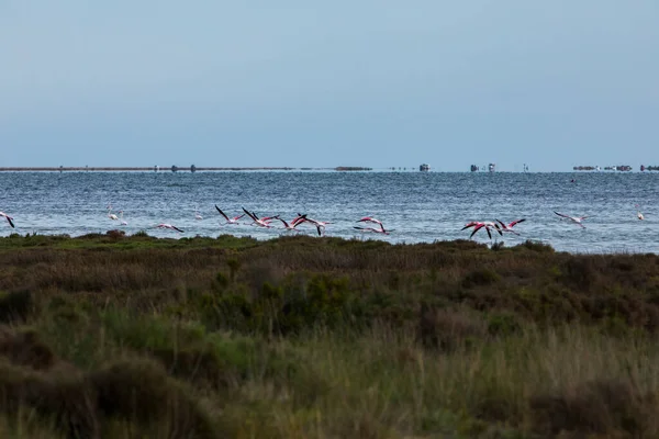 Flamingos Delta Ebre Nature Park Tarragona North Spain — стокове фото