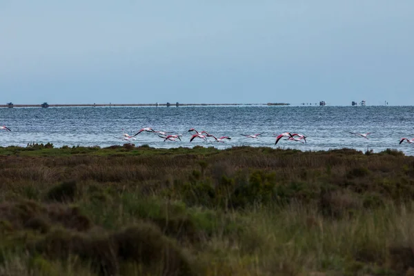 Delta de l 'Ebre Doğa Parkı, Tarragona, Kuzey İspanya' da flamingolar