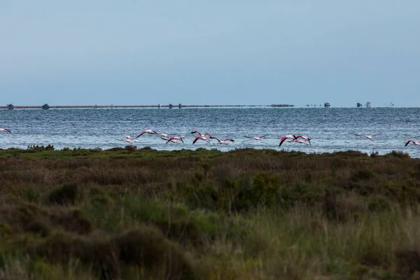 Flamingos Delta Ebre Nature Park Tarragona Βόρεια Ισπανία — Φωτογραφία Αρχείου