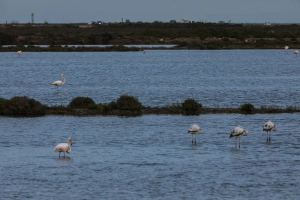 Flamingi Parku Przyrody Delta Ebre Tarragona Północna Hiszpania — Zdjęcie stockowe