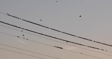 İspanya 'daki Aiguamolls De L Emporda Doğa Parkı' nda sığırcıkların mırıldanması. 4K UHD