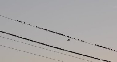 İspanya 'daki Aiguamolls De L Emporda Doğa Parkı' nda sığırcıkların mırıldanması. 4K UHD