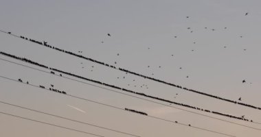 İspanya 'daki Aiguamolls De L Emporda Doğa Parkı' nda sığırcıkların mırıldanması. 4K UHD