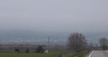 İspanya 'daki Aiguamolls De L Emporda Doğa Parkı' nda sığırcıkların mırıldanması. 4K UHD