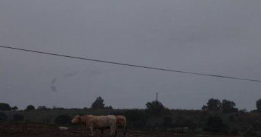 İspanya 'daki Aiguamolls De L Emporda Doğa Parkı' nda sığırların mırıldanması. 4K UHD