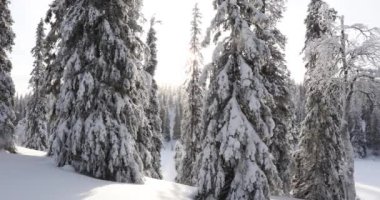 Pallas Yllastunturi Ulusal Parkı, Laponya, Finlandiya 'da kış manzarası