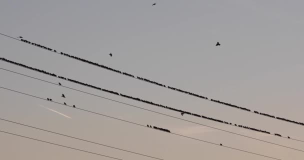 Starlings Muration Aiguamolls Emporda Nature Park Spain Uhd — 图库视频影像