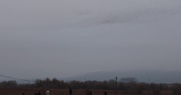 Morden Starlings Aiguamolls Emporda Nature Park Spanien Uhd — Stockvideo